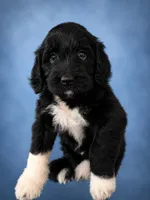 Moira (F1 Female), a female Goldendoodle for sale in Bend, OR – 1 of 2