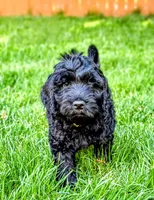 Johnny (F1 Male), a male Goldendoodle for sale in Portland, OR – 1 of 4
