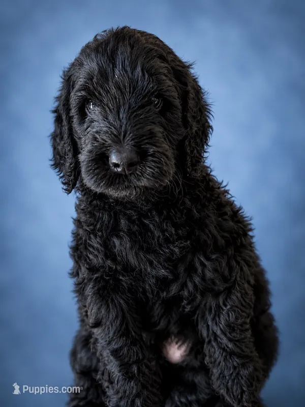 Johnny (F1 Male) – Goldendoodle puppy for sale in Bend, OR