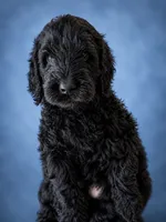 Johnny (F1 Male), a male Goldendoodle for sale in Bend, OR – 1 of 2
