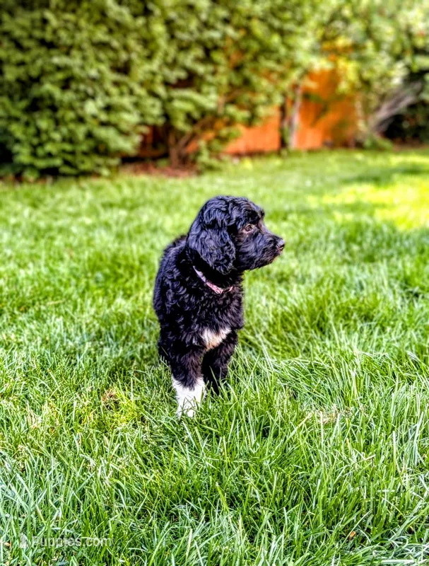 Moira (F1 Female) – Goldendoodle puppy for sale in Bend, OR