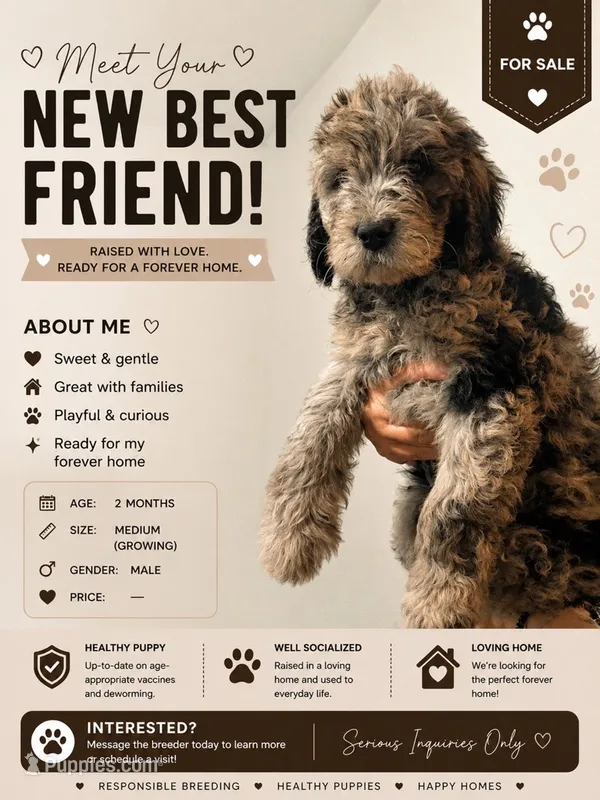 Roland (F1 Male) – Goldendoodle puppy for sale in Bend, OR