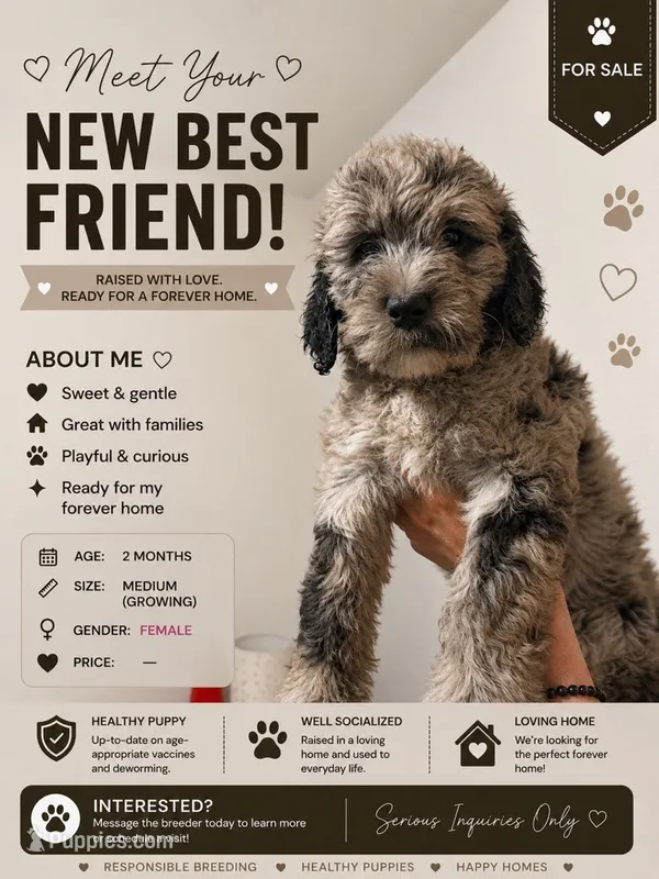 Twyla (F1 Female) – Goldendoodle puppy for sale in Bend, OR