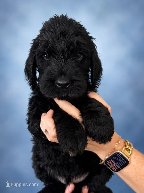 Mutt (F1 Male) – Goldendoodle puppy for sale in Bend, OR