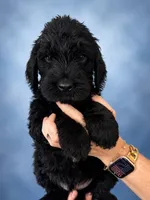 Mutt (F1 Male), a male Goldendoodle for sale in Bend, OR – 1 of 2