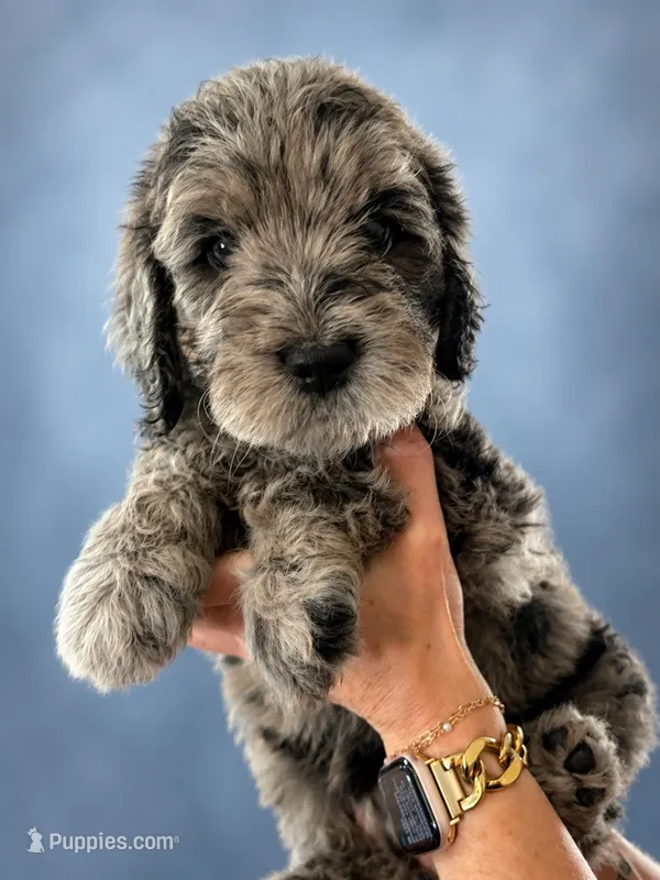 Roland (F1 Male) – Goldendoodle puppy for sale in Bend, OR