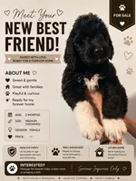 Moira (F1 Female), a female Goldendoodle for sale in Portland, OR – 2 of 4