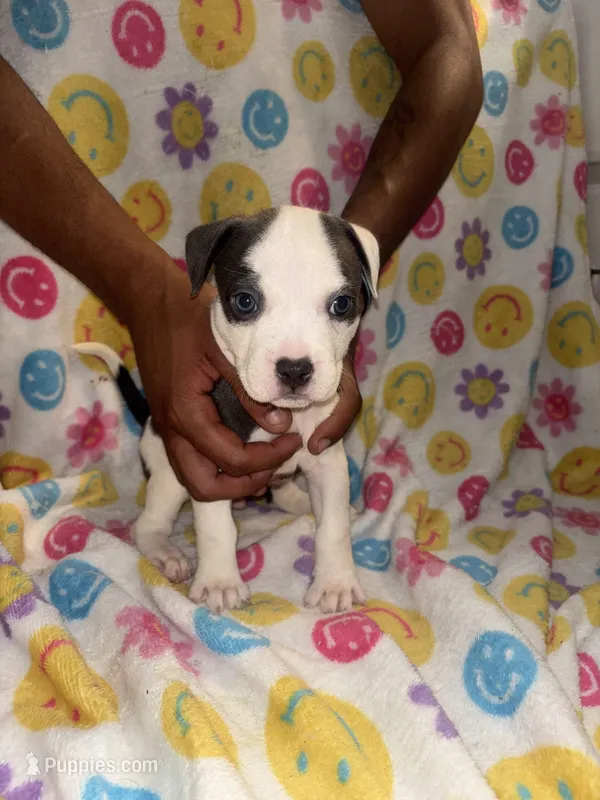 Draco – French Bulldog, American Bully puppy for sale in Windsor, VA
