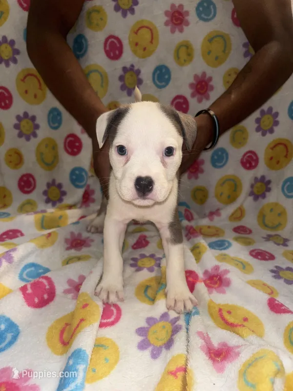 Diesel – French Bulldog, American Bully puppy for sale in Windsor, VA