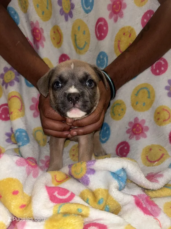 Dennis  – French Bulldog, American Bully puppy for sale in Windsor, VA