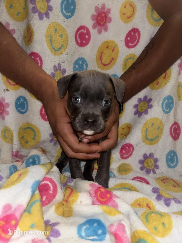Mufasa  – French Bulldog, American Bully puppy for sale in Windsor, VA