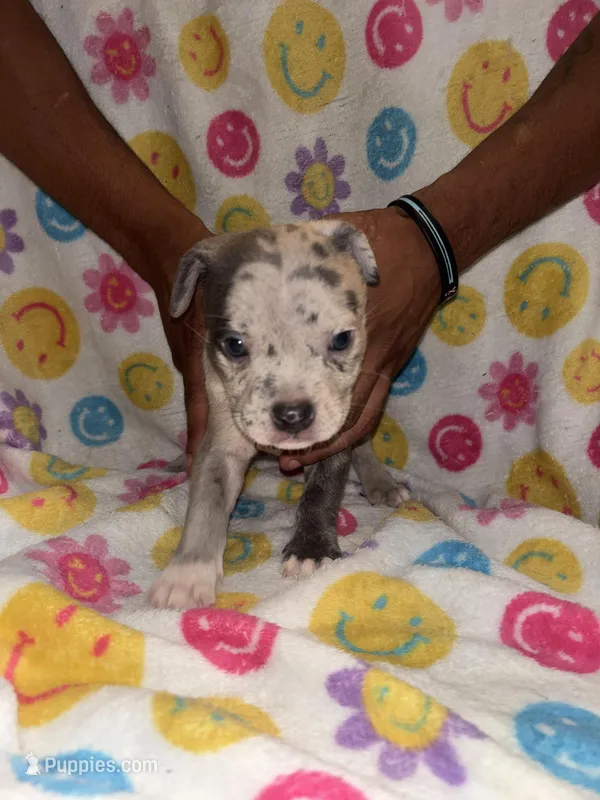 Nova  – French Bulldog, American Bully puppy for sale in Windsor, VA