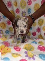 Nova , a female French Bulldog and American Bully for sale in Windsor, VA – Photo 1 of 3