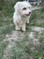 Snow , a female Yorkshire Terrier for sale in Gilbert, SC – 1 of 2
