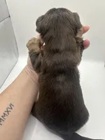 Yorkie B, a male Yorkshire Terrier for sale in Gilbert, SC – Photo 5 of 5