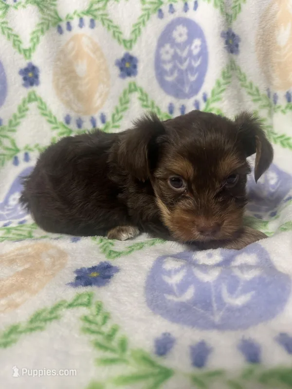 Yorkie B – Yorkshire Terrier puppy for sale in Gilbert, SC