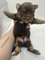 Yorkie B, a male Yorkshire Terrier for sale in Gilbert, SC – Photo 4 of 5