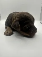 Yorkie B, a male Yorkshire Terrier for sale in Gilbert, SC – Photo 2 of 5