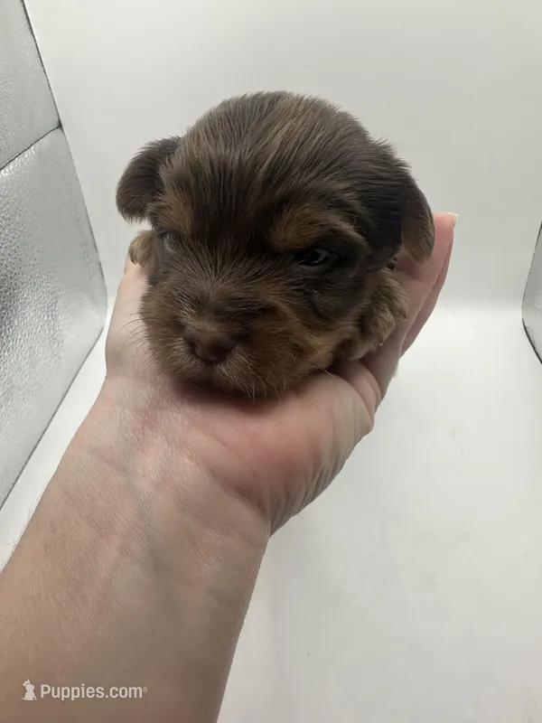 Yorkie B, a male Yorkshire Terrier for sale in Gilbert, SC – Photo 1 of 5