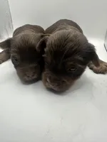 Yorkie B, a male Yorkshire Terrier for sale in Gilbert, SC – Photo 3 of 5