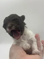 Shihpoo, a female Shihpoo for sale in Gilbert, SC – Photo 3 of 8