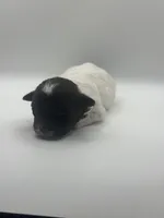 Shihpoo, a female Shihpoo for sale in Gilbert, SC – Photo 5 of 8