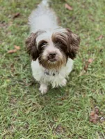 Shihpoo, a female Shihpoo for sale in Gilbert, SC – Photo 7 of 8