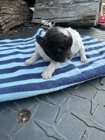 Shihpoo, a female Shihpoo for sale in Gilbert, SC – Photo 4 of 8