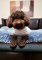 Shihpoo, a female Shihpoo for sale in Gilbert, SC – Photo 8 of 8