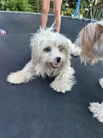 Snow , a female Yorkshire Terrier for sale in Gilbert, SC – 2 of 2
