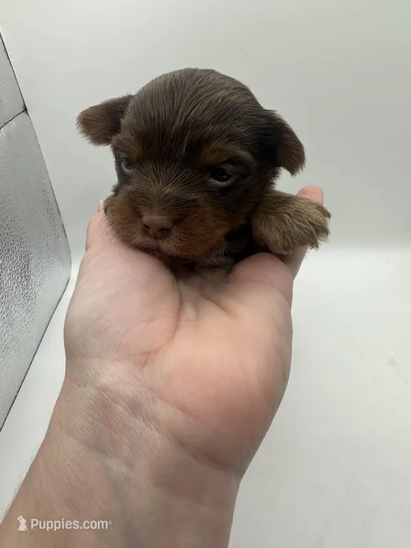 Yorkie A – Yorkshire Terrier puppy for sale in Gilbert, SC