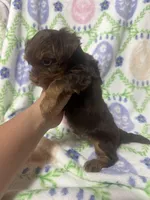 Yorkie A, a male Yorkshire Terrier for sale in Gilbert, SC – 3 of 7