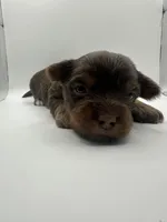 Yorkie A, a male Yorkshire Terrier for sale in Gilbert, SC – Photo 3 of 5