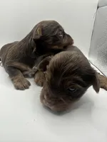 Yorkie A, a male Yorkshire Terrier for sale in Gilbert, SC – Photo 5 of 5