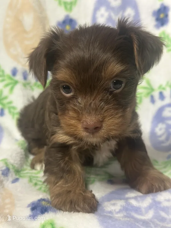 Yorkie A – Yorkshire Terrier puppy for sale in Gilbert, SC
