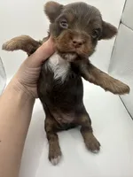 Yorkie A, a male Yorkshire Terrier for sale in Gilbert, SC – Photo 4 of 5