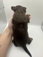 Yorkie A, a male Yorkshire Terrier for sale in Gilbert, SC – Photo 2 of 5