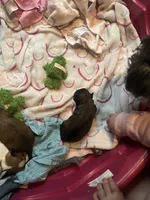Spooky , a male Miniature Schnauzer and Shih Tzu for sale in Powder Springs, GA – 1 of 2