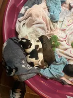 Spooky , a male Miniature Schnauzer and Shih Tzu for sale in Powder Springs, GA – 2 of 2