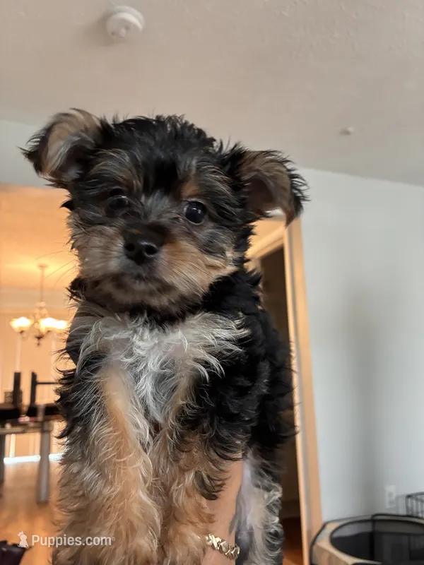 Fluffy  – Yorkshire Terrier puppy for sale in Upper Marlboro, MD