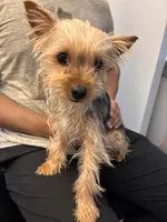 KD4, a male Yorkshire Terrier for sale in Upper Marlboro, MD – 1 of 1