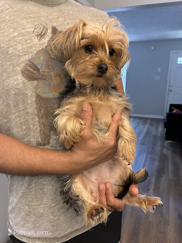 Raq – Yorkshire Terrier puppy for sale in Upper Marlboro, MD