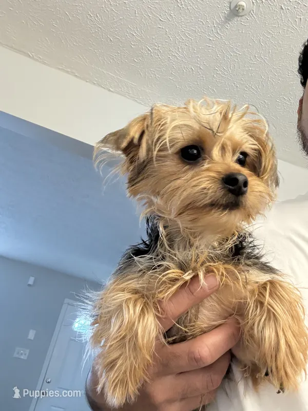 Raq – Yorkshire Terrier puppy for sale in Upper Marlboro, MD