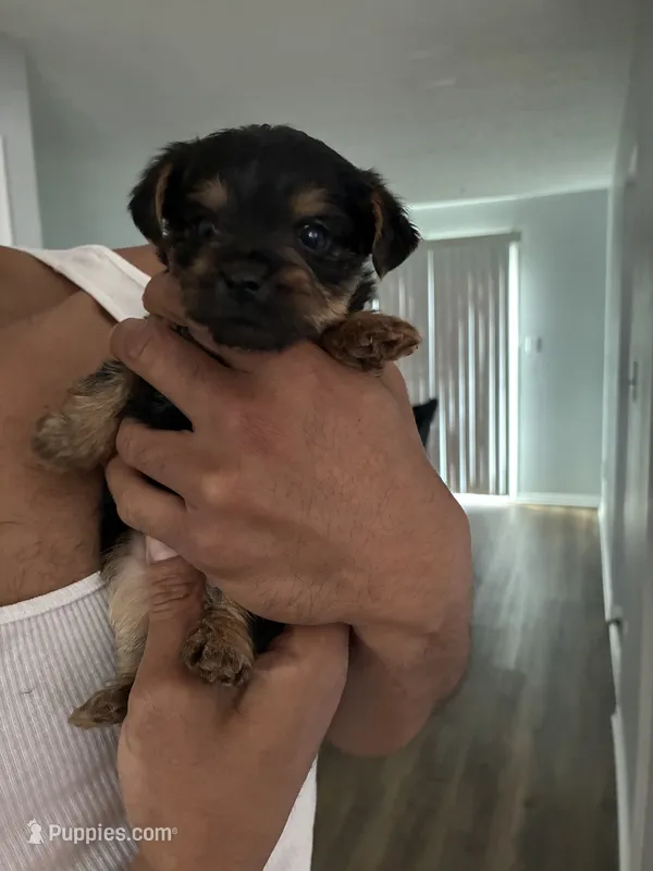 Boy1 – Yorkshire Terrier puppy for sale in Upper Marlboro, MD