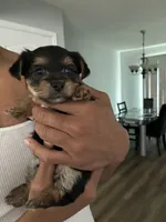 Boy 1, a male Yorkshire Terrier for sale in Upper Marlboro, MD – 1 of 1