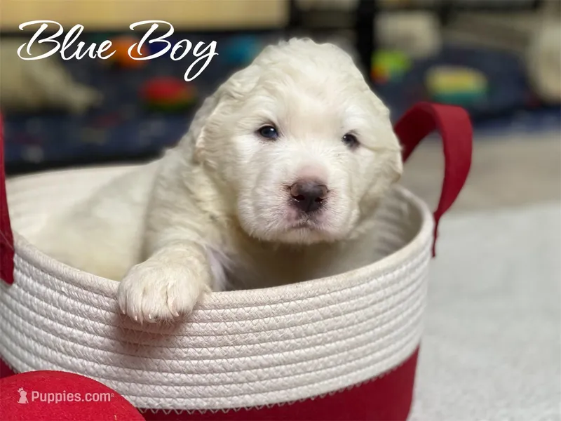 AKC Blue Boy River's Bend Walnut Orchard – Great Pyrenees puppy for sale in Red Bluff, CA