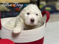 AKC Blue Boy River's Bend Walnut Orchard, a male Great Pyrenees for sale in Red Bluff, CA – 1 of 4