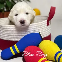 AKC Blue Boy River's Bend Walnut Orchard, a male Great Pyrenees for sale in Red Bluff, CA – 2 of 4