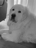 AKC Light Pink Girl River's Bend Walnut Orchard, a female Great Pyrenees for sale in Red Bluff, CA – 5 of 5