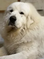 AKC Light Pink Girl River's Bend Walnut Orchard, a female Great Pyrenees for sale in Red Bluff, CA – 4 of 5